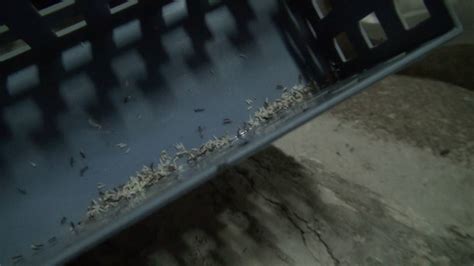 螞蟻在家築巢 風水球場